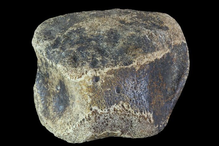 Hadrosaur Toe Bone - Alberta (Disposition #-) #95133